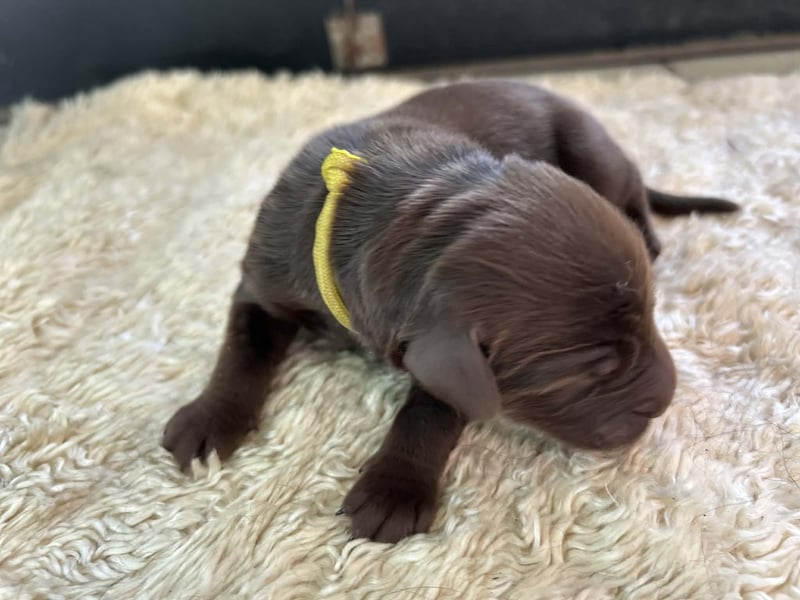 Flat Coated Retriever FCI schwarz und braun