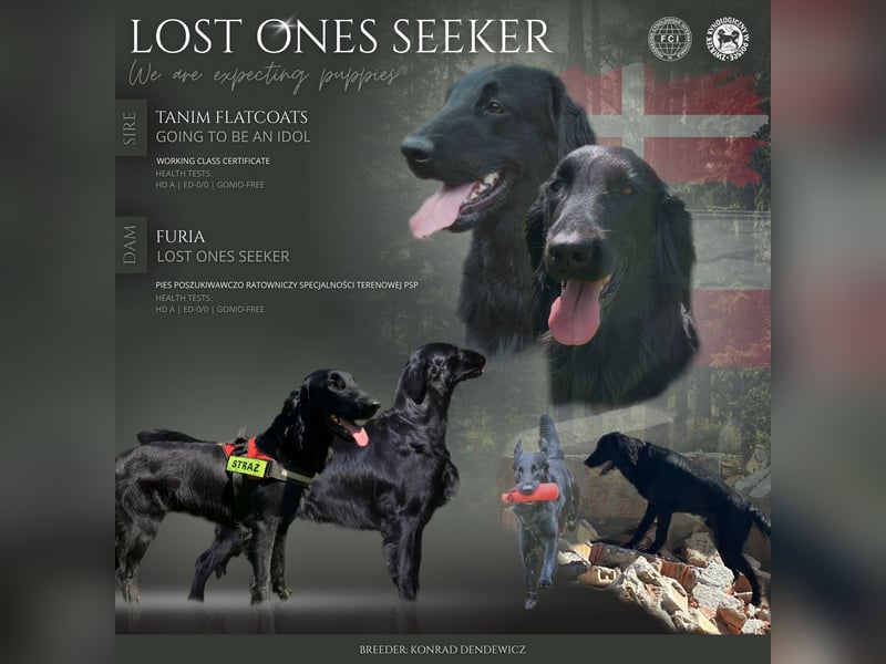 Flat Coated Retriever FCI schwarz und braun