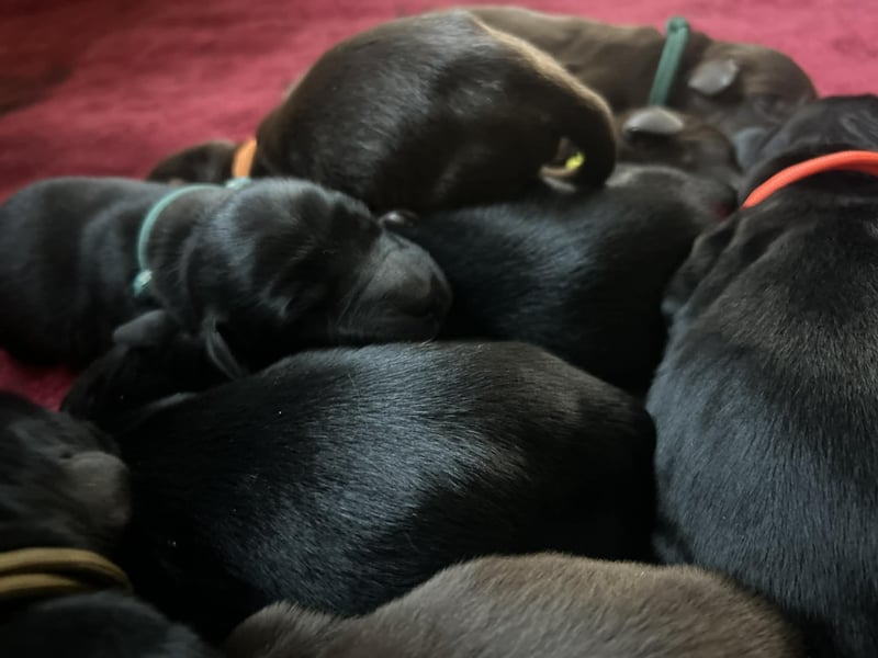 Flat Coated Retriever FCI schwarz und braun