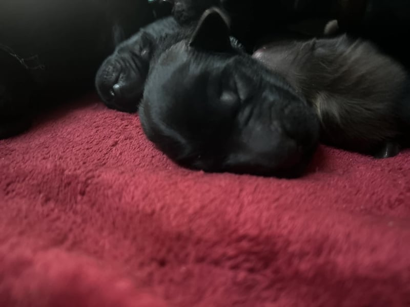 Flat Coated Retriever FCI schwarz und braun