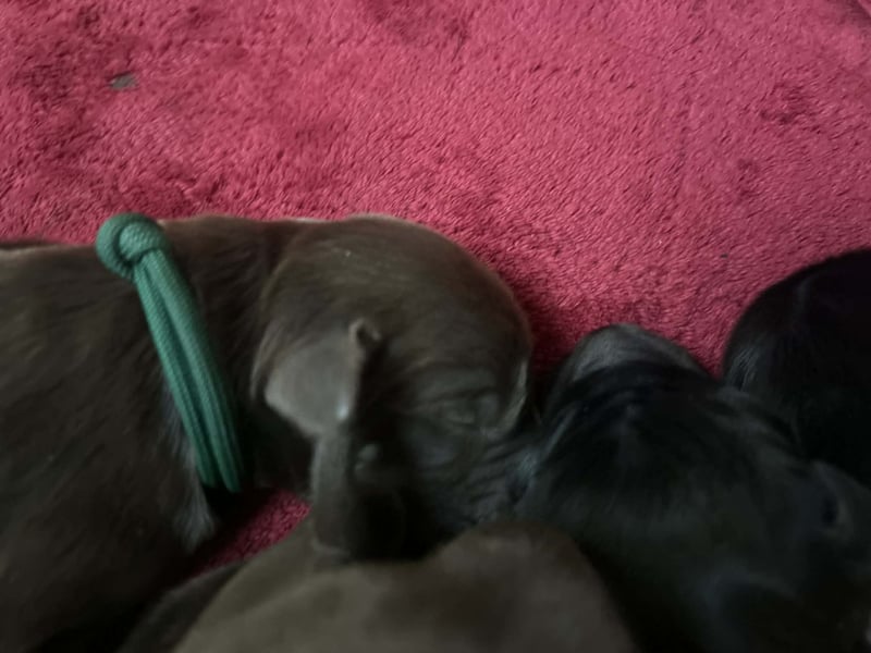 Flat Coated Retriever FCI schwarz und braun