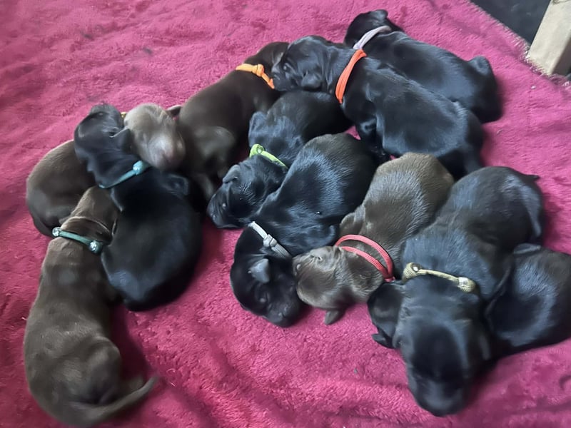 Flat Coated Retriever FCI schwarz und braun