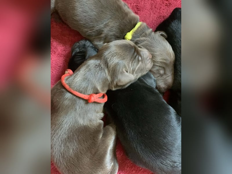 Flat Coated Retriever FCI schwarz und braun