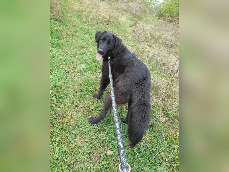 Rob - Flat coated Retriver Mischling