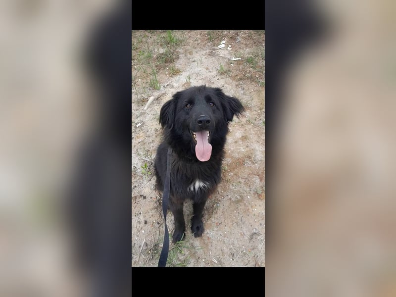 Rob - Flat coated Retriver Mischling