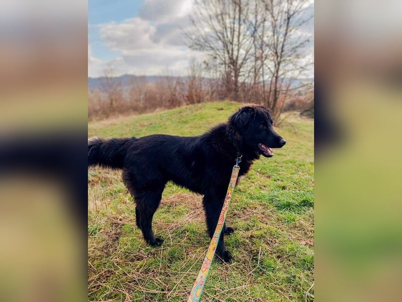 Rob - Flat coated Retriver Mischling