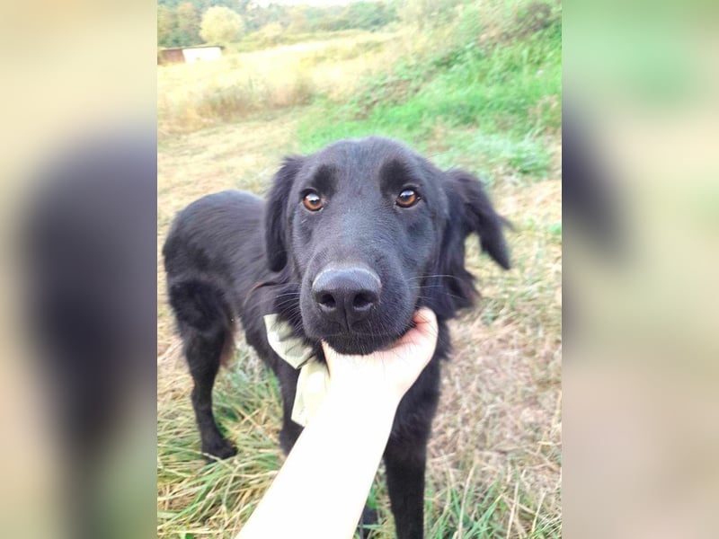 Rob - Flat coated Retriver Mischling