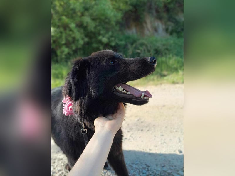 Rob - Flat coated Retriver Mischling