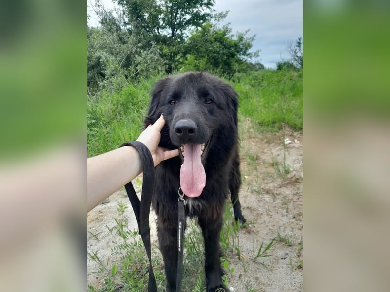 Rob - Flat coated Retriver Mischling