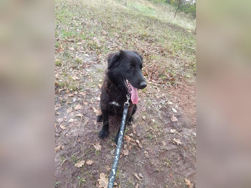 Rob - Flat coated Retriver Mischling