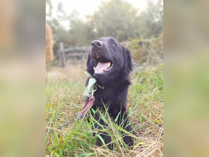 Rob - Flat coated Retriver Mischling