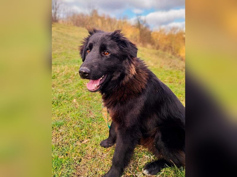 Rob - Flat coated Retriver Mischling