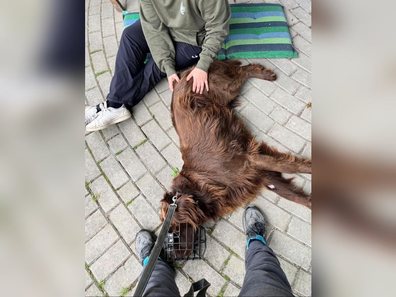 Banky - menschenbezogener Rüde sucht seine 2. Chance / z.Zt. in 59889 Eslohe