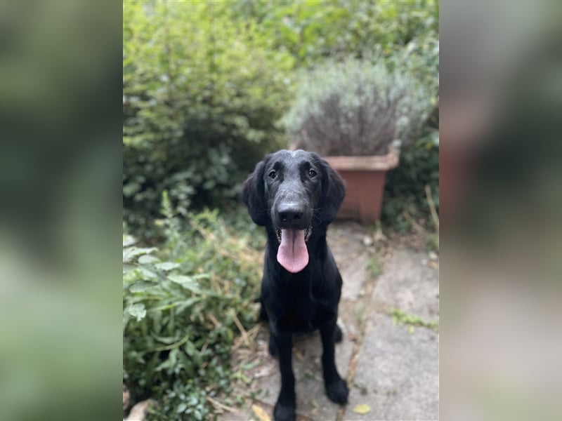 RESERVIERT // Flat Coated Retriever Rüde *1.11.2023 FCI Papiere