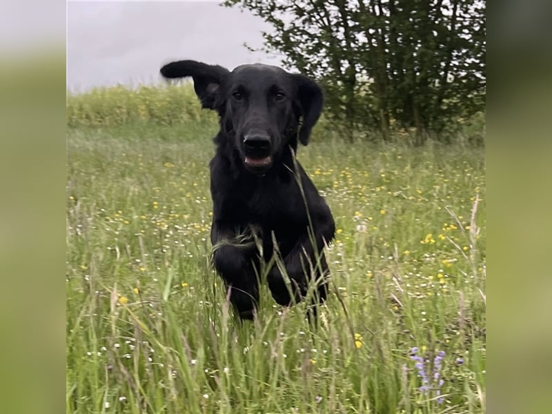 RESERVIERT // Flat Coated Retriever Rüde *1.11.2023 FCI Papiere