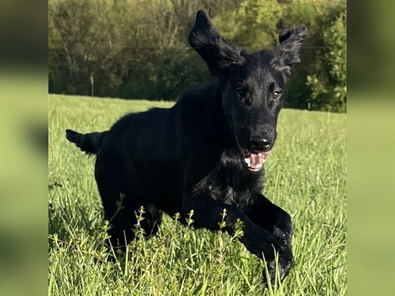 RESERVIERT // Flat Coated Retriever Rüde *1.11.2023 FCI Papiere