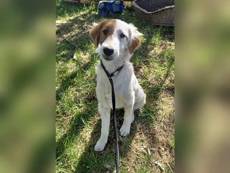 Csavar, fröhlicher Retriever Mix  Welpe Rüde geb. 03/2024