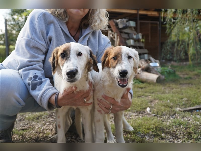 Csavar, fröhlicher Retriever Mix  Welpe Rüde geb. 03/2024