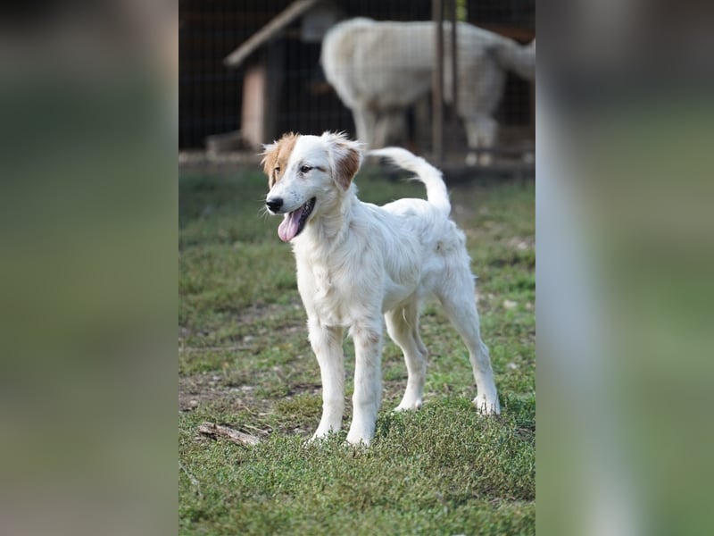 Csavar, fröhlicher Retriever Mix  Welpe Rüde geb. 03/2024