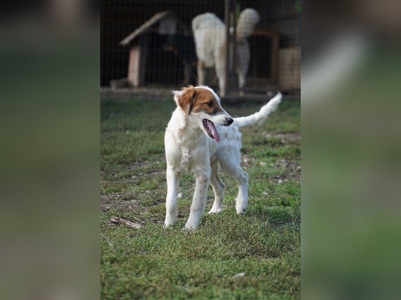 Csavar, fröhlicher Retriever Mix  Welpe Rüde geb. 03/2024