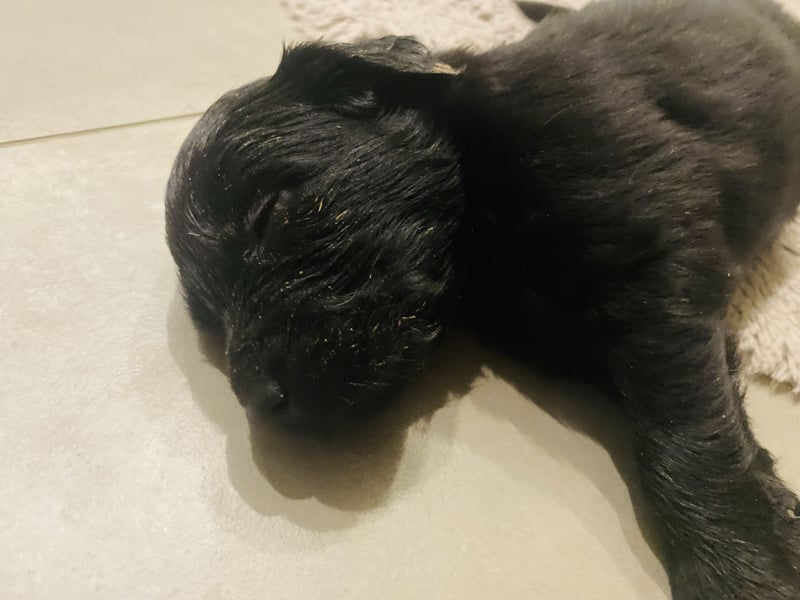 Flat Coated X Golden Retriever Welpen