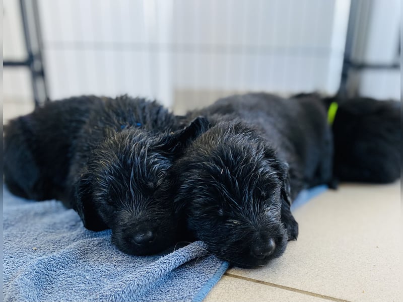 Flat Coated X Golden Retriever Welpen