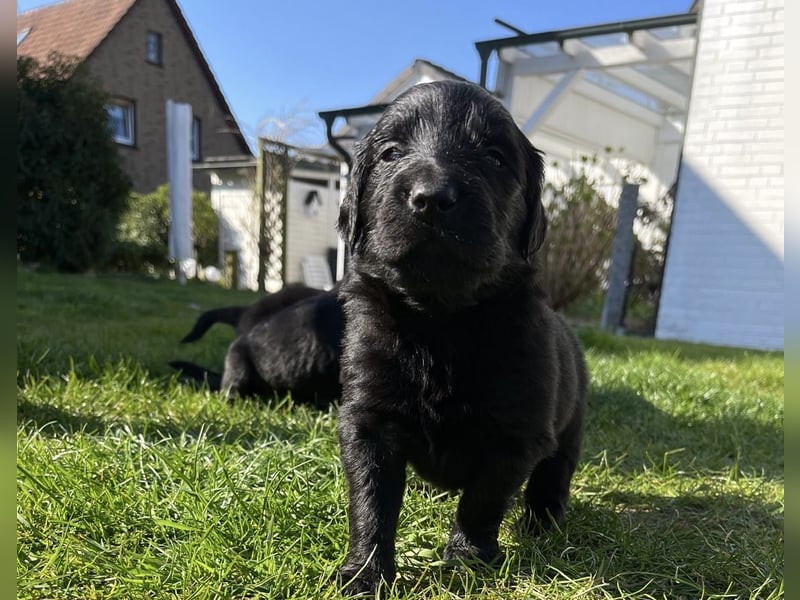 Flat Coated X Golden Retriever Welpen