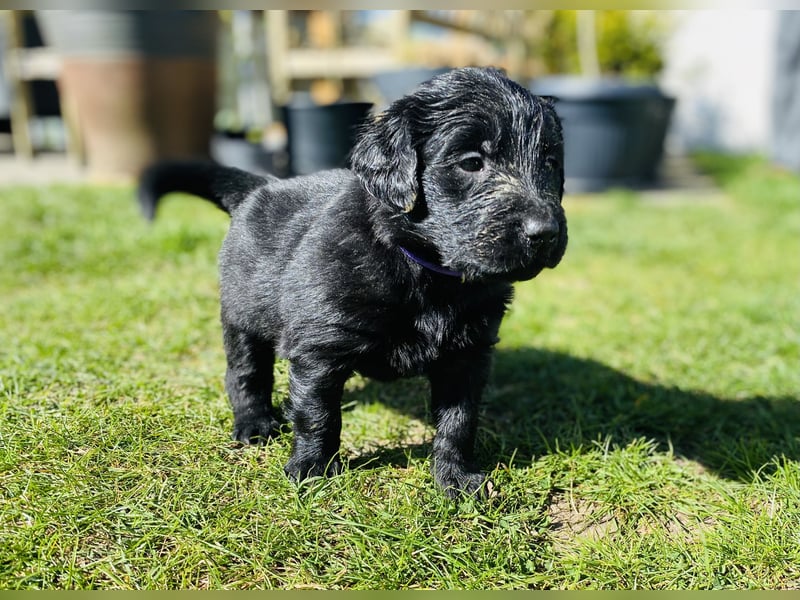 Flat Coated X Golden Retriever Welpen