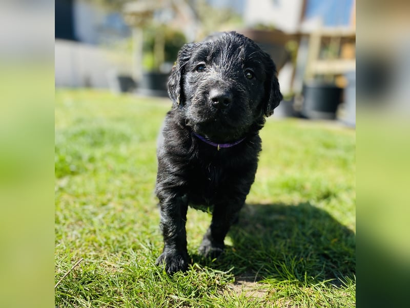Flat Coated X Golden Retriever Welpen