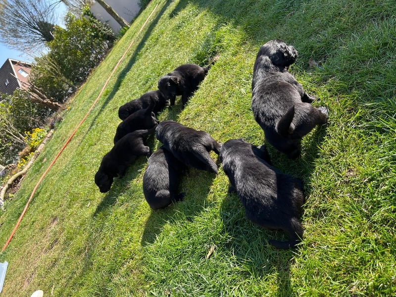 Flat Coated X Golden Retriever Welpen