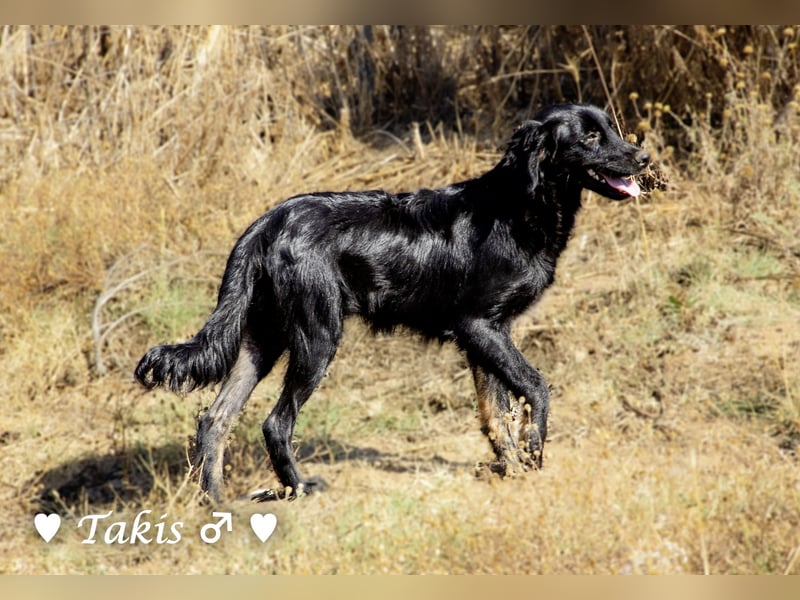 Ein  wunderschöner Familienhund (kastriert) sucht ein Zuhause