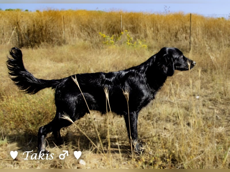 Ein  wunderschöner Familienhund (kastriert) sucht ein Zuhause