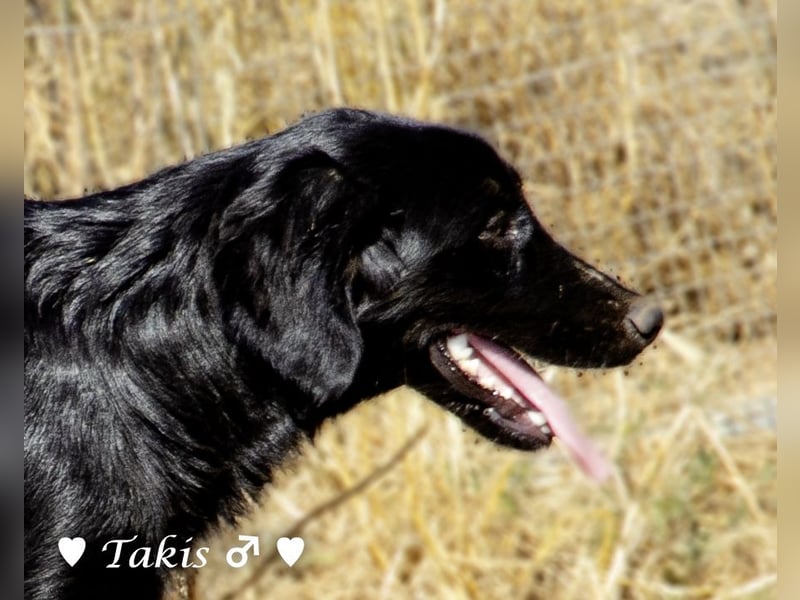 Ein  wunderschöner Familienhund (kastriert) sucht ein Zuhause