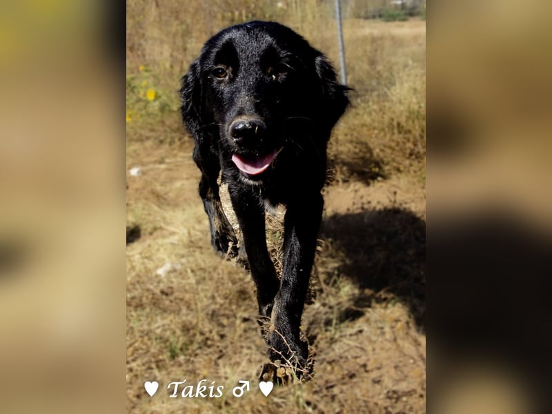 Ein  wunderschöner Familienhund (kastriert) sucht ein Zuhause