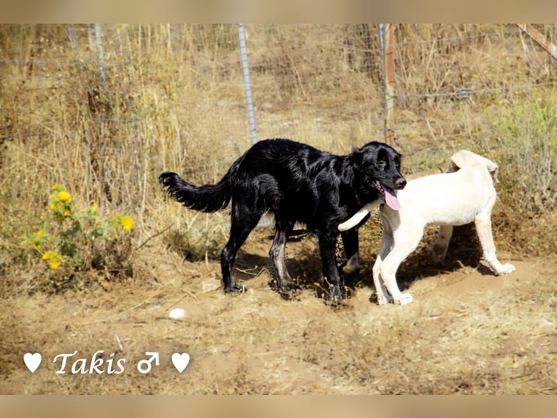 Ein  wunderschöner Familienhund (kastriert) sucht ein Zuhause