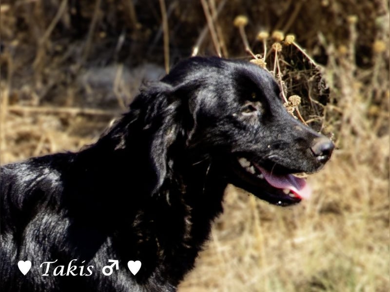 Ein  wunderschöner Familienhund (kastriert) sucht ein Zuhause