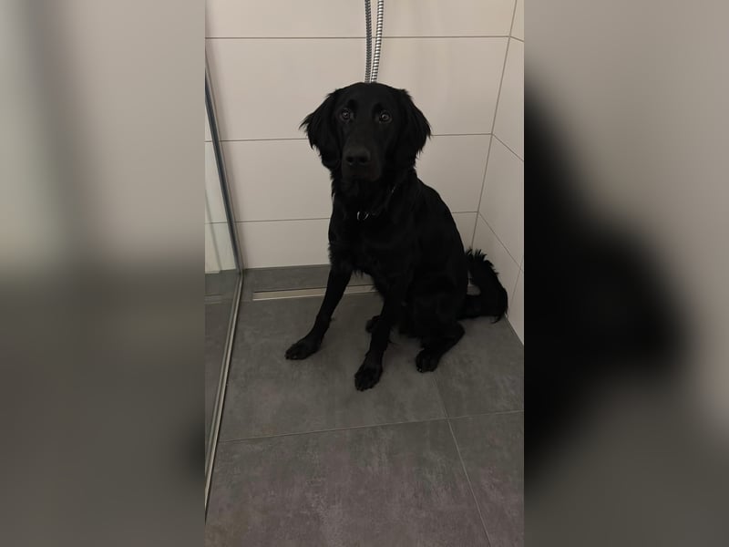 Junger Hund