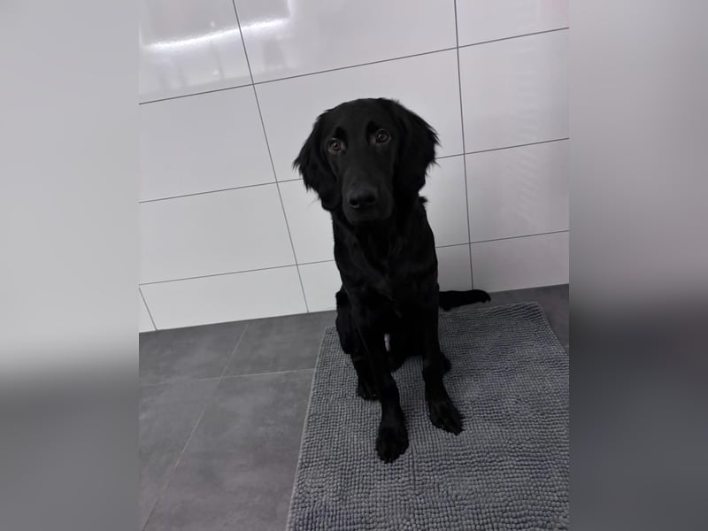 Junger Hund