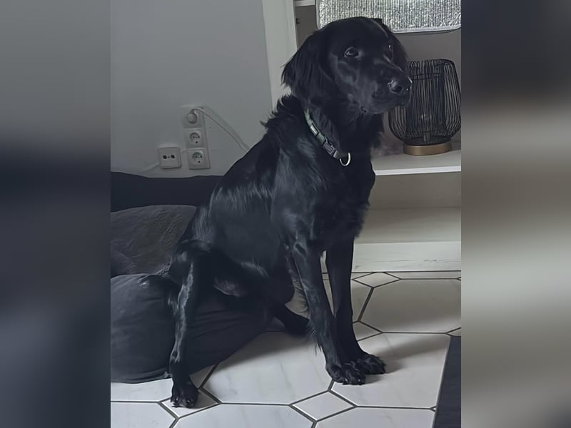 Junger Hund