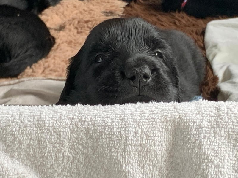 Flatcoated Retriever Welpen - noch ein Rüde sucht ein zuhause!