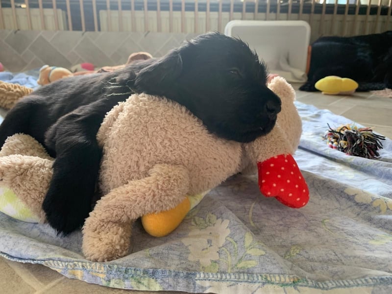 Flatcoated Retriever Welpen - noch ein Rüde sucht ein zuhause!