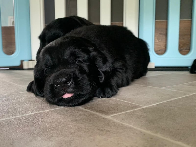 Flatcoated Retriever Welpen - noch ein Rüde sucht ein zuhause!