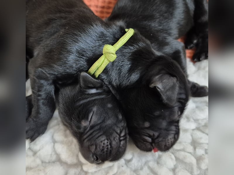 Schwarzer Flat Coated Retriever Rüdenwelpe