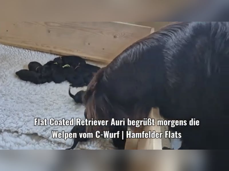 Schwarzer Flat Coated Retriever Rüdenwelpe