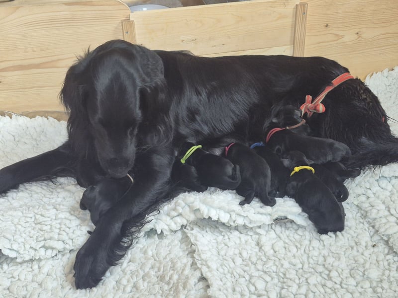 Schwarzer Flat Coated Retriever Rüdenwelpe