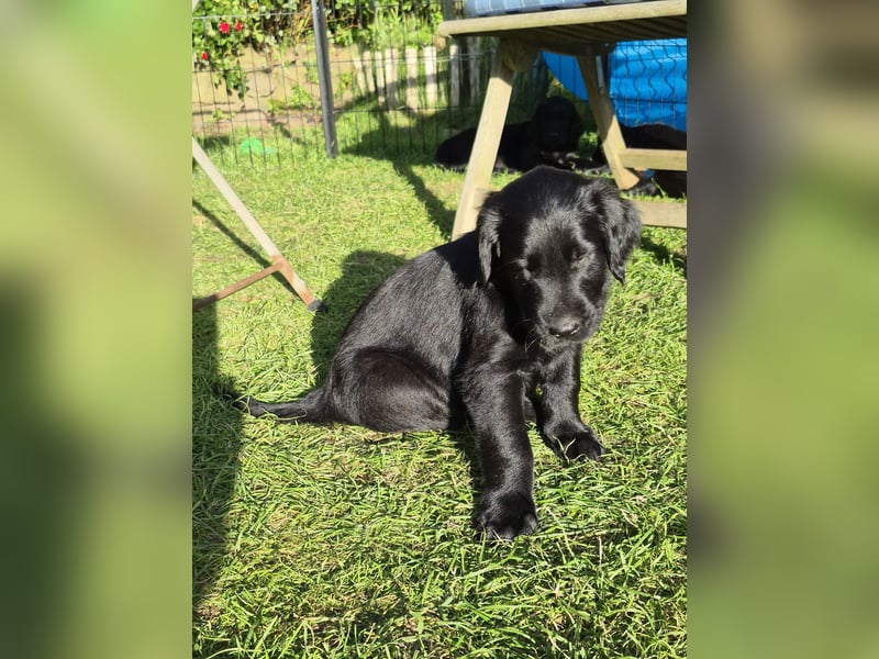 C - Wurf Flat Coated Retriever 2025