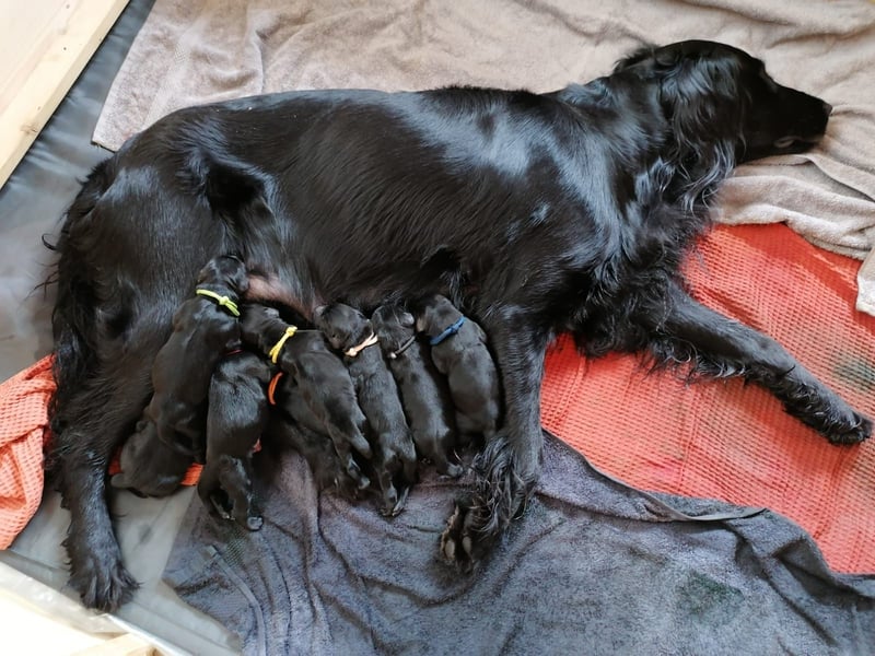 Schwarzer Flat Coated Retriever Rüdenwelpe