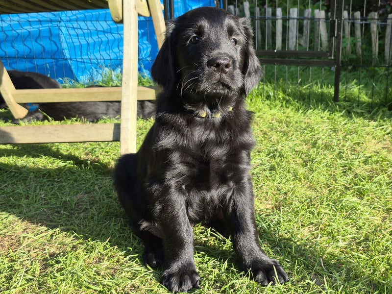 C - Wurf Flat Coated Retriever 2025
