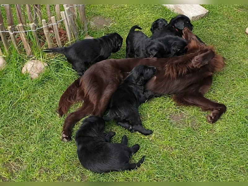 C - Wurf Flat Coated Retriever 2025