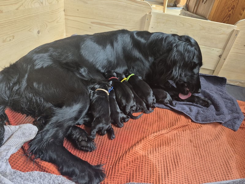 Schwarzer Flat Coated Retriever Rüdenwelpe